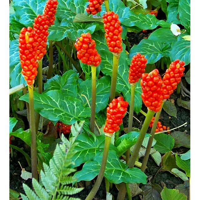 5 Live Plants ARUM ITALICUMLords & LadiesOrange CandleflowerCuckoo's