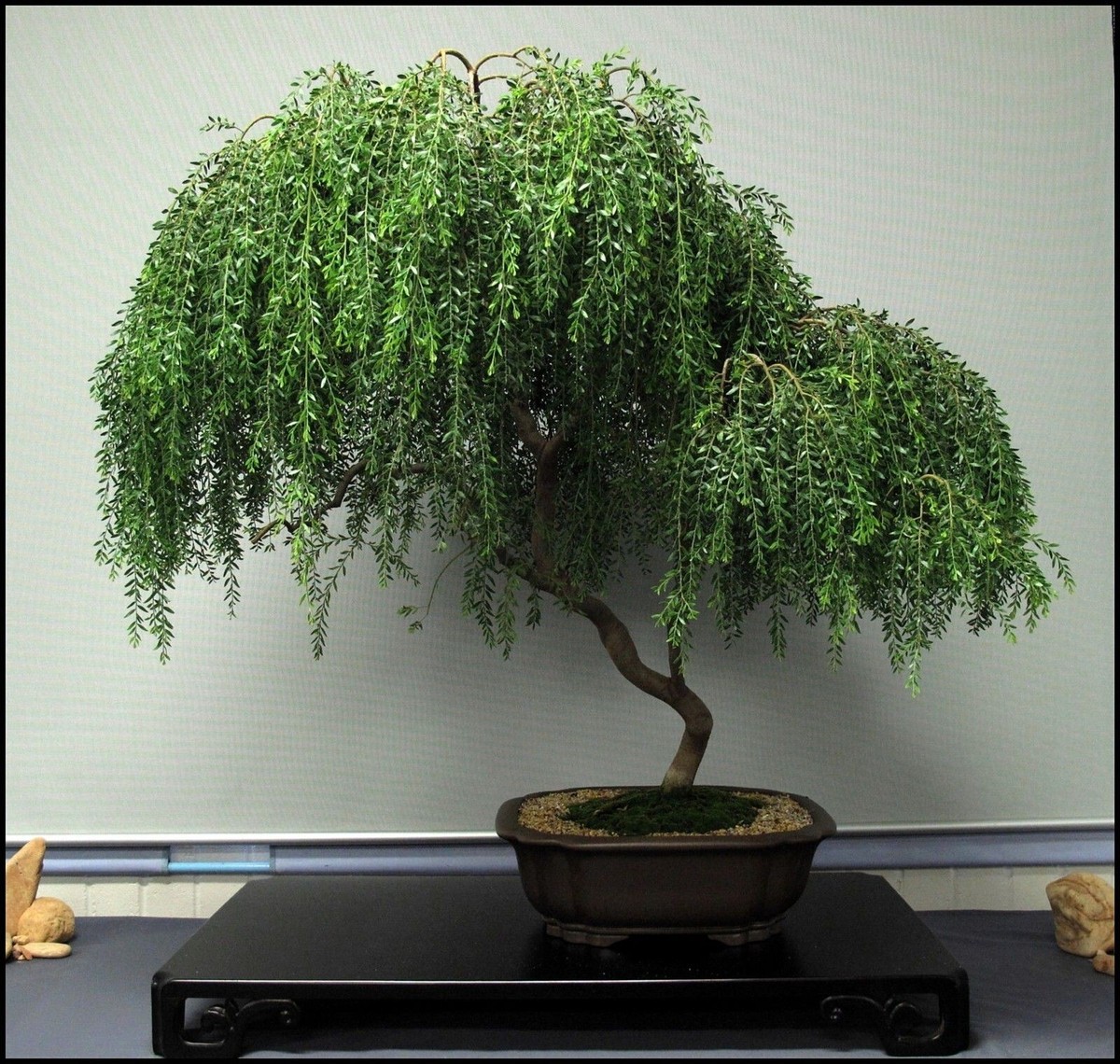 Bonsai Acacia seeds 5 ct. Great hobby plants | eBay