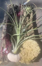 Hanging Wall Art Live Plants & Preserved Moss On Cork Board