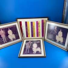 AKC Samoyed Dog Show Ribbons Photos Multi 1970s Framed Set 4 Purina St Louis