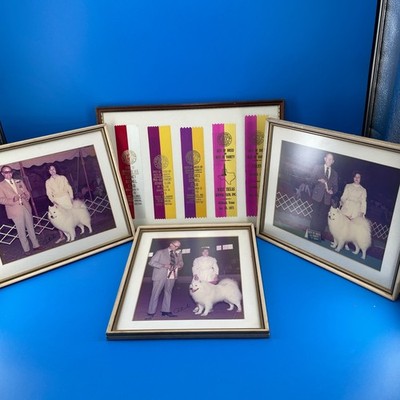 AKC Samoyed Dog Show Ribbons Photos Multi 1970s Framed Set 4 Purina St Louis