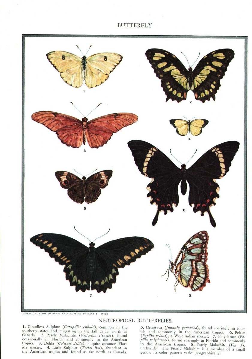 Common Butterfly Colors