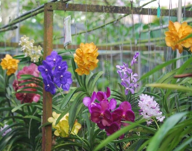 5 pcs Hinging wire planter hanger garden orchid flower ornamental Vanda