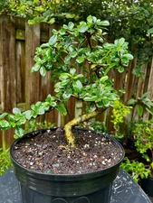 Fukien Tea Bonsai /Pre Bonsai Tree S Shape Ehretia Microphylla 7 years.old
