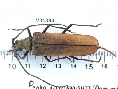 V01894. Insects, Cerambycidae sp. Vietnam. Lai Chau