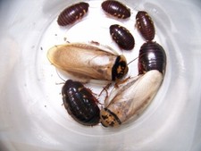 25 medium Eublaberus "Ivory's" dubia alturnative,Insect,Bearded Dragon,bugs