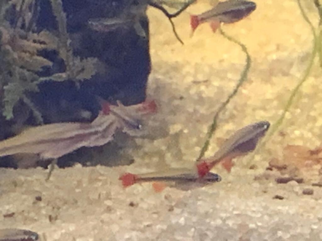 6 x Vietnamese Cardinal Minnows Tanichthys Micagemmae Cyprinid Fish