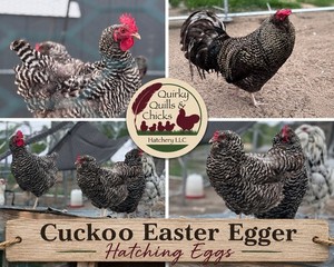Cuckoo Olive Eggers 6 NPIP AI Certified Chicken Eggs