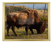 AMERICAN BISON YELLOWSTONE NATIONAL PARK USA 2016 8X10 GOLD FRAMED PHOTO