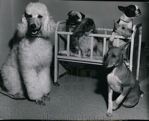 1959 新闻照片幼犬等待所有品种初级和高级斯波坎狗窝俱乐部 Ebay