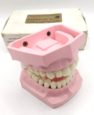 Educational Teeth Model Natural Nasher Hemming VA Made in UK