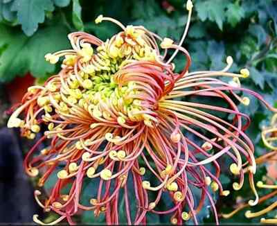 #ad Japanese Spider Chrysanthemums Seeds Garden Pretty Flowers Japan Exotic $3.99