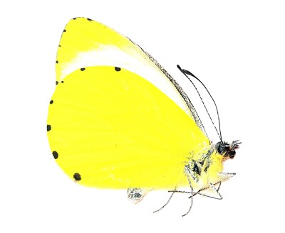 LEPIDOPTERA, PIERIDAE, MYLOTHRIS JACKSONI from DRC