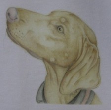 Vizsla T-Shirt or Sweatshirt Print from drawn designs sizes 3-6 mth to XXL