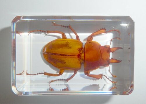 Golden Brownish Stag Beetle in Clear Paperweight Education Real Insect Specimen - Afbeelding 1 van 9