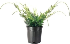Juniper Shimpaku | 1 Gallon | Juniperus chinensis | Groundcover | Bonsai Tree