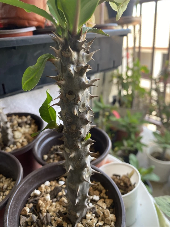 Euphorbia Milii Corona De Cristo Rooted Cutting - Image 2 of 4