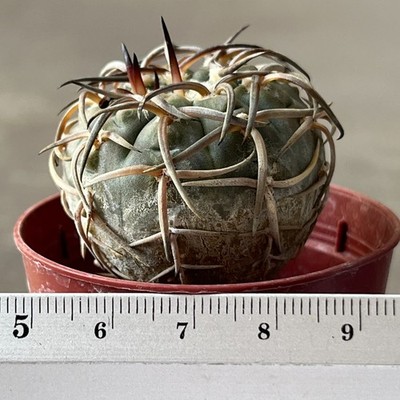 2-1187 Gymnocalycium riojense v. paucispinum (Grafted)
