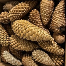 Knob Pine Cone  lot of 30 Various sizes 3&rdquo;-7&rdquo;+