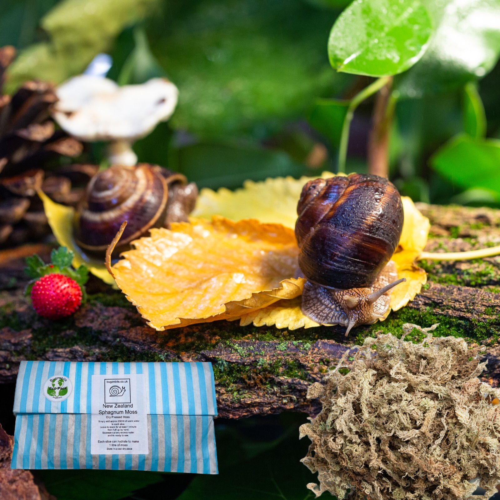 Sphagnum Moss, New Zealand Dry block, 2L Orchid, Snails, Reptile