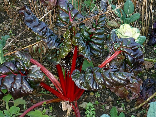 Sale2100 Swiss Chard Rhabarber Beta vulgairs 50 Samen