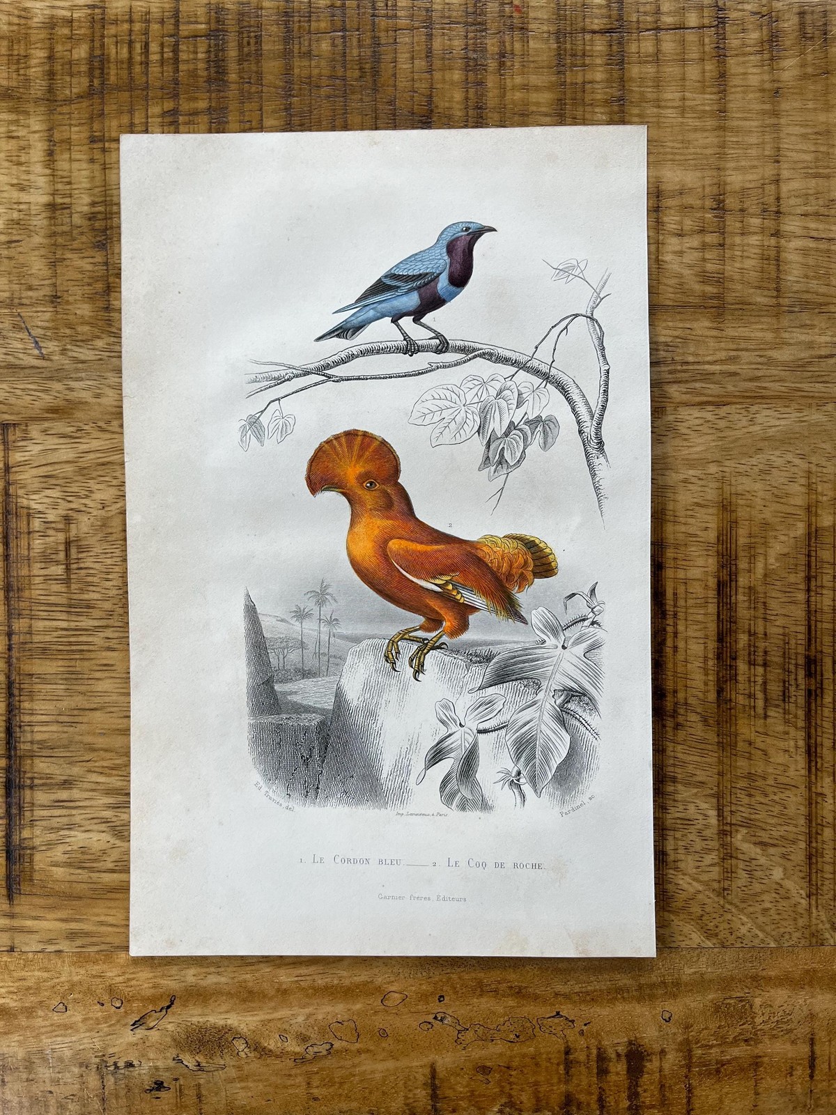 Antique  cock of the rock, cordon blue finch bird print from 1850. Original and