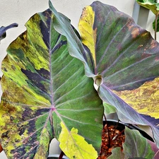 Colocasia Bulb Aurora Nebula New Hybrid (Includes All Import Duties And Taxes)