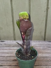 Billbergia   Darth Vader  rare  bromeliad  4''pot