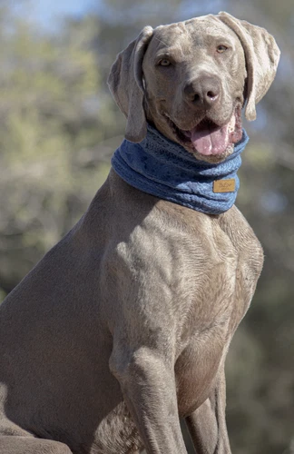Huskimo Dog Snood - Wonderful for Extra Warmth in Winter - Picture 4 of 25