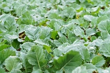 Rapeseed/Canola Food Plot Seed - Whitetail Deer Brassica Forage - 5 lb Bag 
