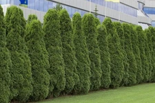 50 semillas de árbol arborvitae americano | Árbol Thuja gigante, Azul 