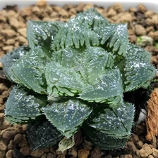 3PCS RareSucculents Haworthia Cooperi cv. Magic Thorn 4-5CM