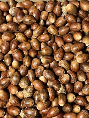2 Lbs Pounds Acorns White & Red Oak Fresh 2024 Drop New