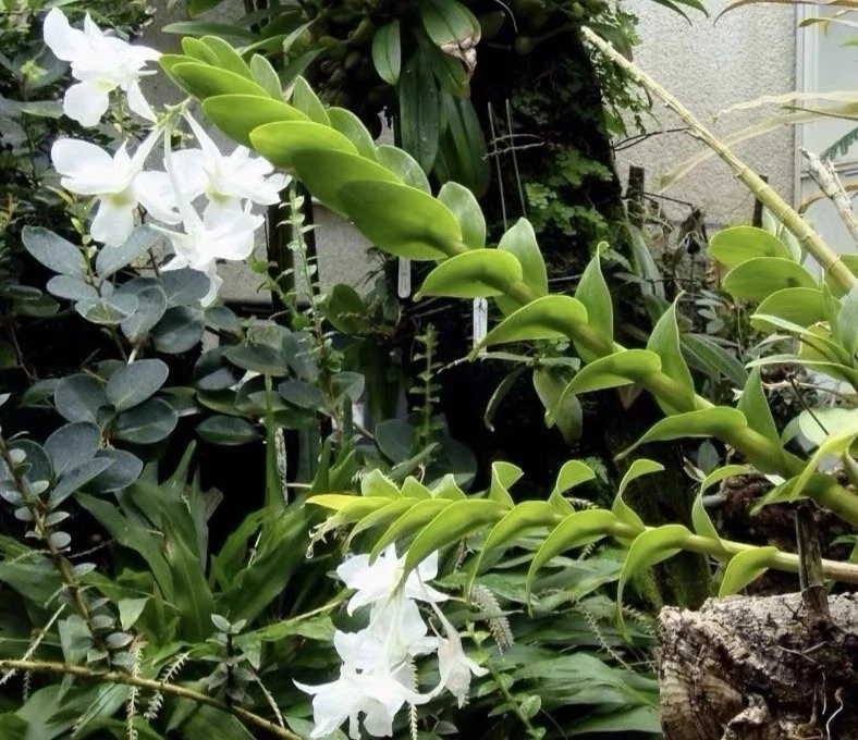 Dendrobium dearei Rare Species Orchid Philippines Established Blooming Size
Opens in a new window or