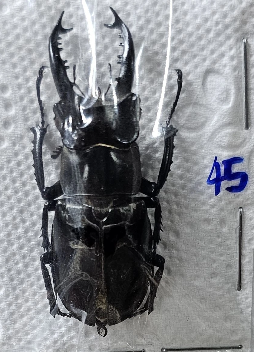 Lucanidae Beetle for sale | eBay