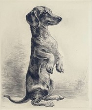 "Männe - Dackel" Radierung von Kurt Meyer-Eberhardt (Hanfstaengl Nachlass)