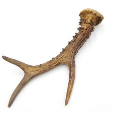 Barre De Support Longueur 21 Cm Cerf Antlers Barre Cerf Corne