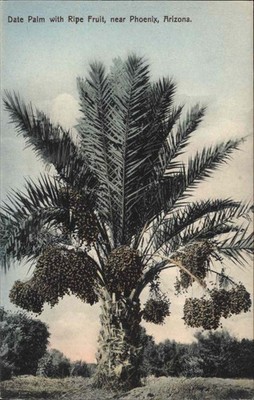 Pheonix AZ Arizona Date Palm Ripe Fruit c1900-20s Vintage Postcard