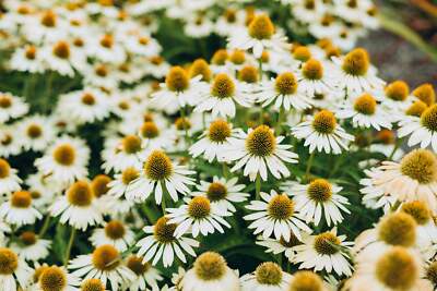 best plants pots Best Plants for Pots main image 1