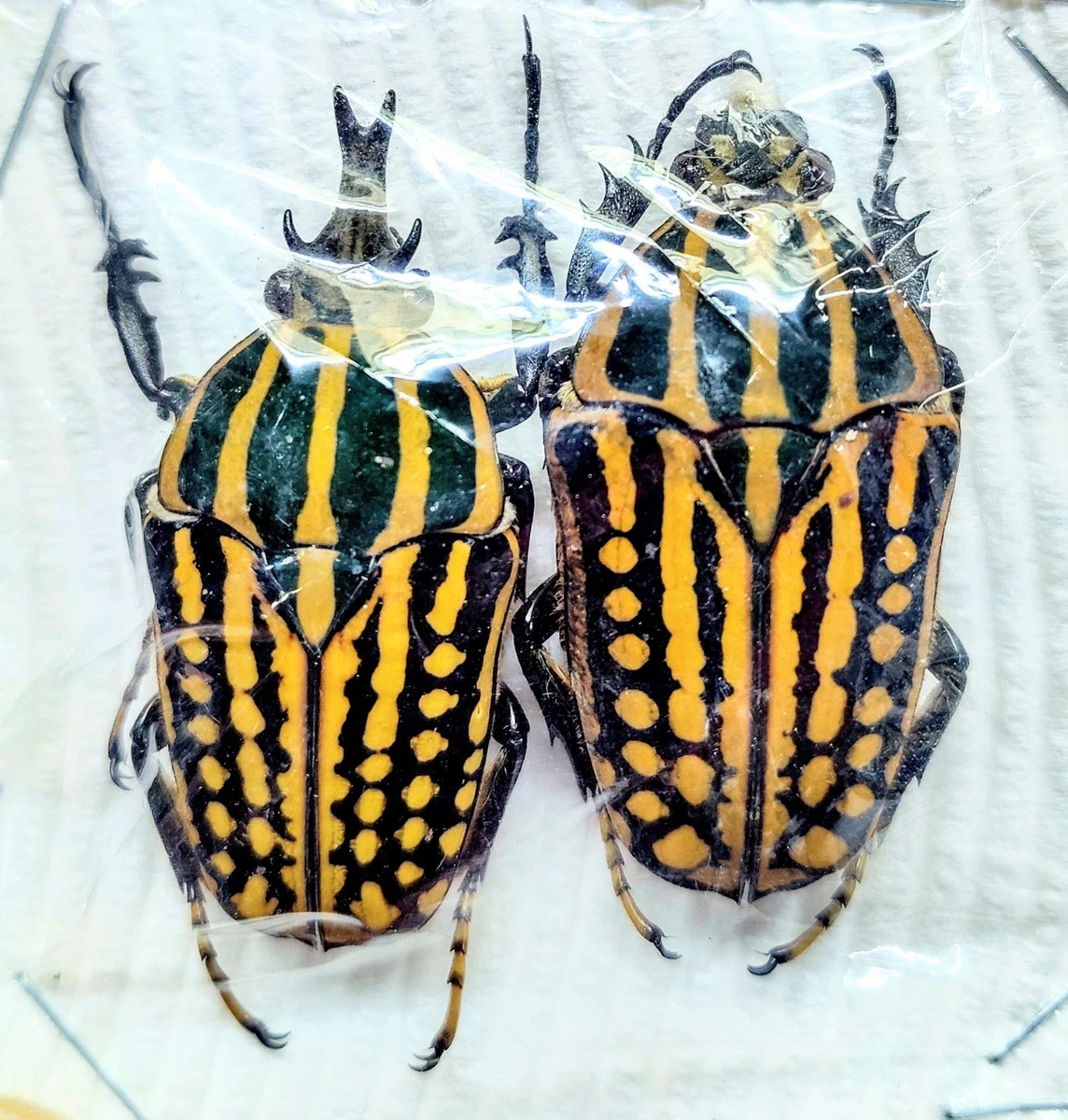 Beetles for sale | eBay