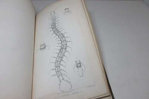 Exploration of the Red River of Louisiana in 1852 by Randolph Marcy, 1854 - 第 10/11 張圖片