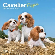 BrownTrout,  Cavalier King Charles Puppies 2026 Mini Wall Calendar, 7'' X 7'', 1