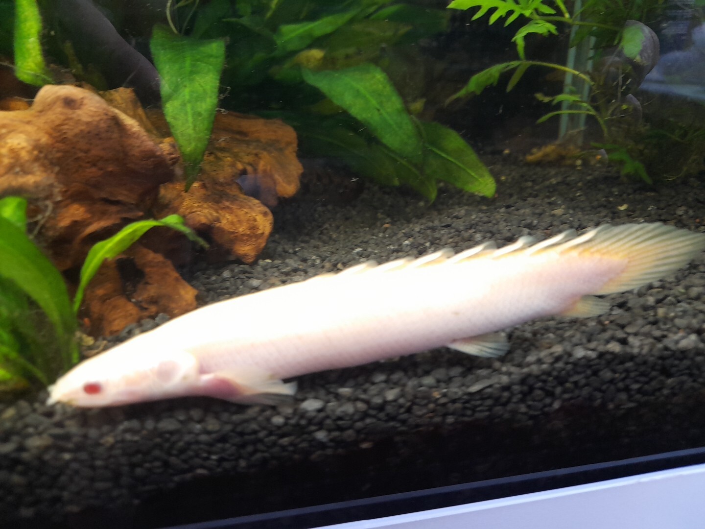 live tropical fish for sale eBay