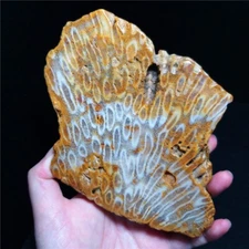 TOP 290G Natural Beautiful Coral Slab Slice Crystal Stone Mineral Specimen QB293
