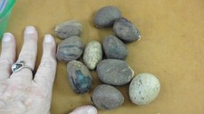 tn-24 10 small natural Tagua Nut whole nuts for craft Carving Dried plain uncut