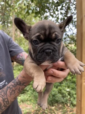 French Bulldog In Adelaide Region Sa Pets Gumtree Australia Free Local Classifieds
