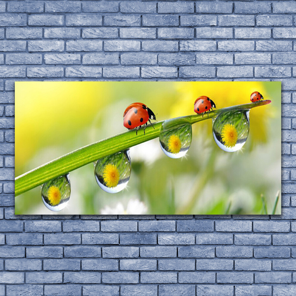 Tableau sous verre premium 140x70 cm représentant une coccinelle et de la rosée matinale
