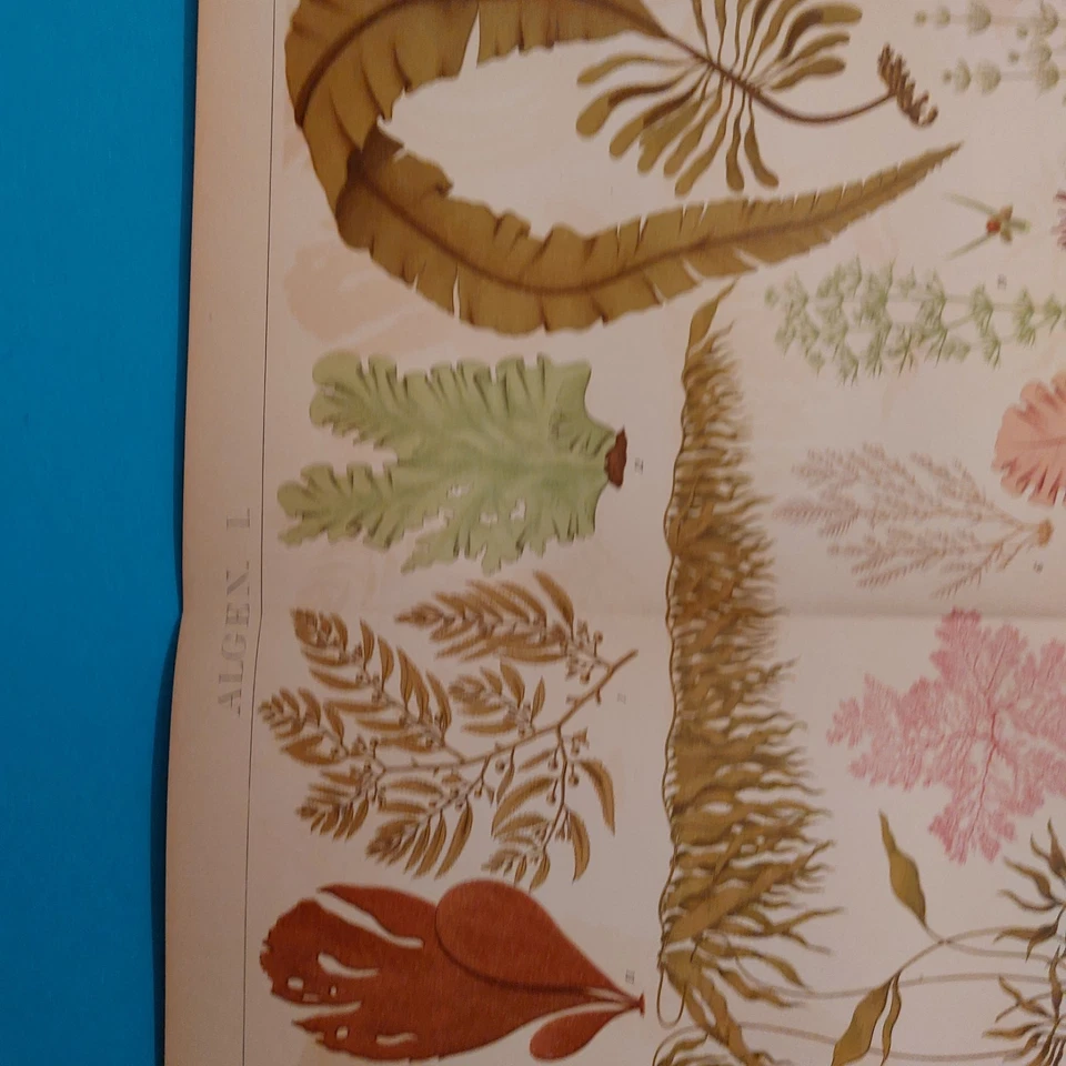 Orig.(1905) Chromolithographie ALGEN  - Bild 2 von 4