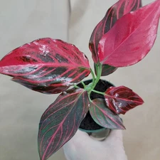 Aglaonema Mojo Red 3 Inch Pot | Rare Indoor Tropical Plant | Easy Care Houseplan