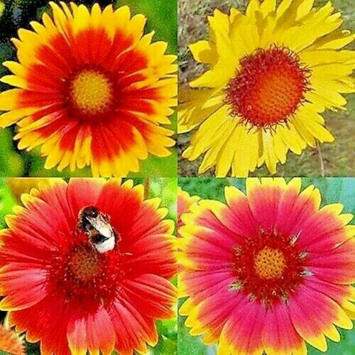 🌼 100 BLANKET FLOWERS SPRING MIX SEEDS PERENNIAL SUNFLOWER